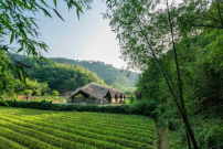 Taiyang Organic Farming Commune in Linan, Zhejiang Province, Chen Haoru 